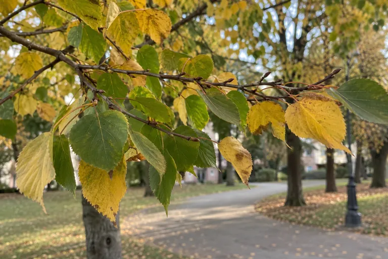 Une branche portant des feuilles vertes et jaunes, encore attachée à l’arbre
