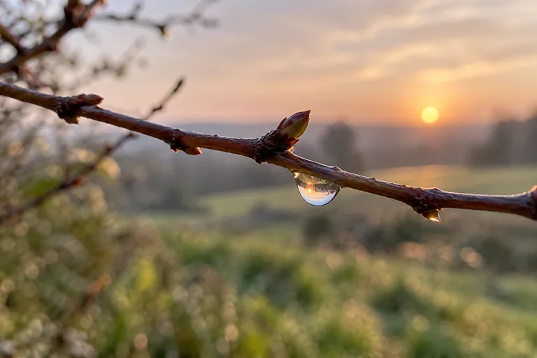 Une goutte d’eau pend à une brindille portant des bourgeons au soleil bas.
