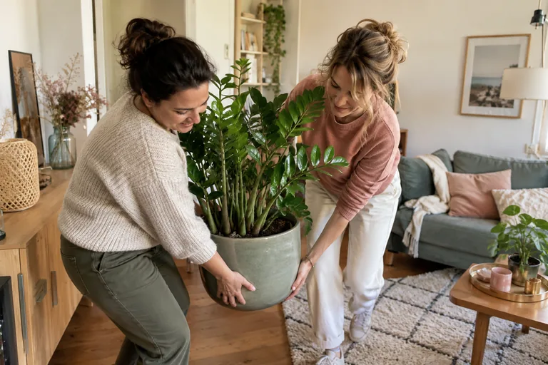 Deux femmes soulevant ensemble un grand pot de plante verte dans un salon.