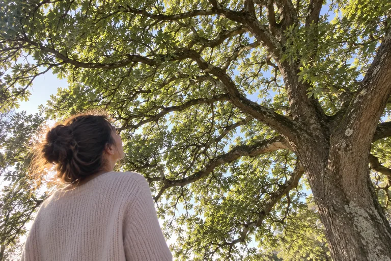 Une femme regarde les branches d’un grand arbre en contre-jour.